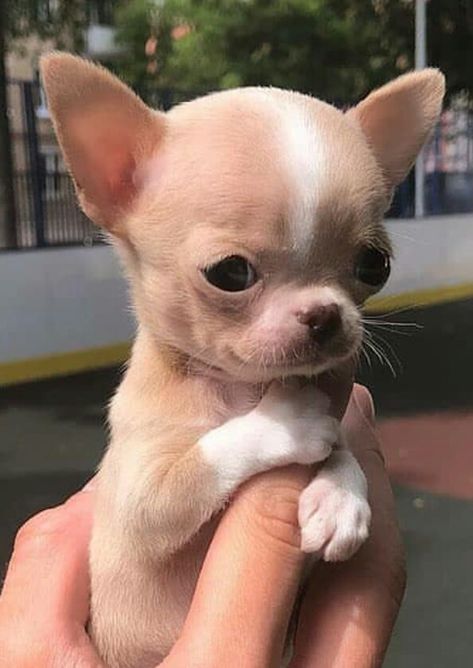 Poodle Cute, Puppy Teacup, Psy Chihuahua, Tattoo Animals, Biewer Yorkie, Teacup Chihuahua Puppies, Mini Poodle, Cute Teacup Puppies, Regnul Animal