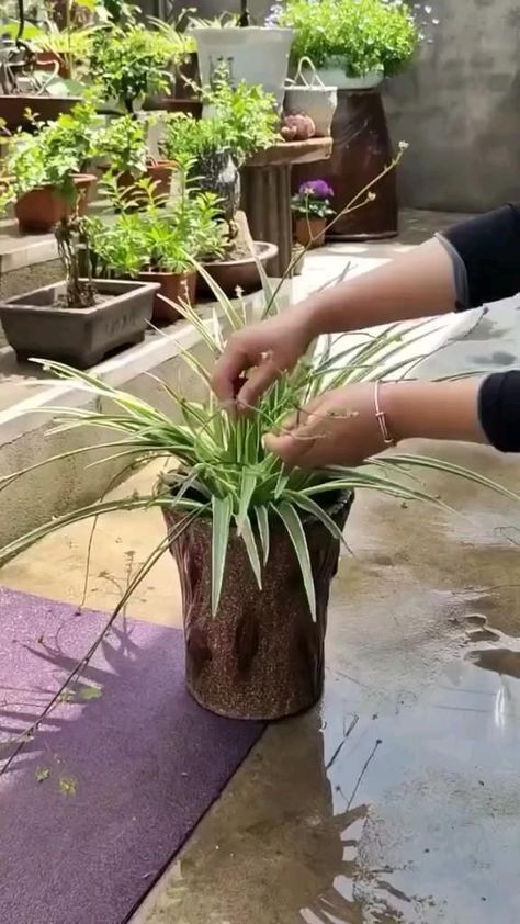 Dröm Hus Planer, Garden Hacks Diy, Container Garden Design, Succulent Garden Design, نباتات منزلية, Potted Plants Outdoor, Succulent Garden Diy, Garden Decor Projects, Growing Plants Indoors