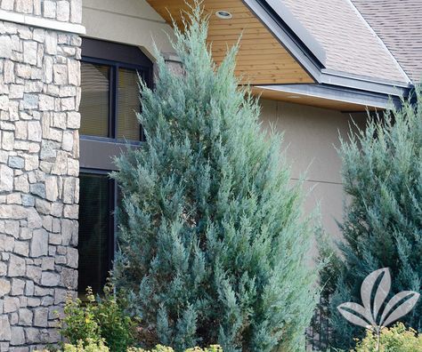 JUNIPER wichita blue - Covingtons Wichita Blue Juniper, Blue Juniper, Understory Plants, Full Sun Shrubs, Colorado Blue Spruce, Courtyard Landscaping, Vertical Garden Design, Side Yards, Backyard Plants