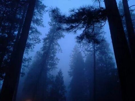 Blue Icon, Dark Blue, Trees, Forest, Blue