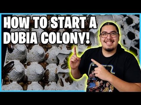 (4162) How to Set Up a Dubia roach colony - YouTube Dubia Roach Colony Setup, Dubia Roaches Setup, Dubia Roaches, Bearded Dragon Diy, Egg Crates, How To Set Up, Bearded Dragon, Hobbies, Egg