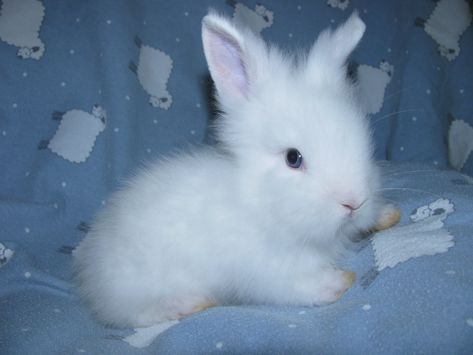 BLUE BUNNIES | Lionhead Rabbit Lionhead Bunny, Lionhead Rabbit, Image Bleu, Everything Is Blue, Baby Blue Aesthetic, Blue Bunny, Baby Bunnies, Boy Blue