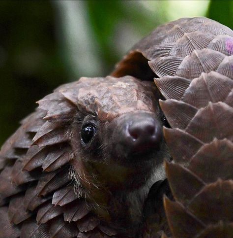 Pangolin Aesthetic, Pangolin Photography, Pangolin Cute, Baby Pangolin, Pangolin Art, Ground Pangolin, Animal Magnetism, Animal Study, Rare Animals