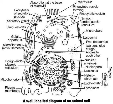 NCERT Exemplar Problems Class 9 Science - The Fundamental Unit of Life - CBSE Tuts  #Ncertsolutions #Ncertsolutionsclass9Science #Ncertsolutionsclass9Sciencechapter5 Plant Cell And Animal Cell, The Fundamental Unit Of Life, Animal Cell Diagram, Nuclear Membrane, Cell Diagram, Cell Theory, Prokaryotic Cell, Cell Organelles, Cell Forms