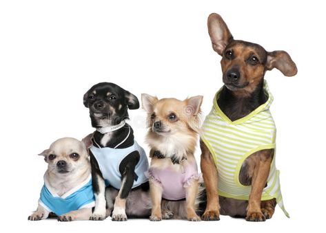 Group of 4 dogs dressed-up. In front of a white background #Sponsored , #Paid, #ad, #dogs, #background, #dressed, #Group Dogs Background, Group Of 4, Soccer Workouts, Group Of Dogs, Business Card Branding, Dog Dresses, Premium Photo, Pet Shop, White Background