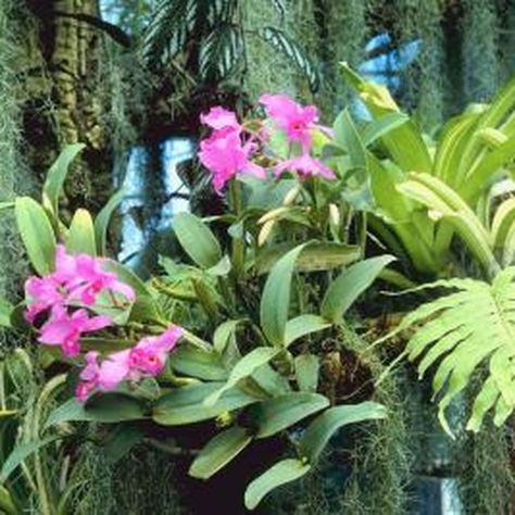 Orchids grow attached directly to trees in nature. How To Attach Orchids To A Tree, How To Hang Orchids On Trees, Lanai Ideas, Creative Gardens, Hang Plants, Orchid Plant Care, Orchid Varieties, Florida Garden, Orchid Tree