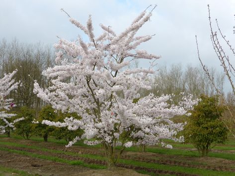 prunus_yedoensis_2 Prunus X Yedoensis, Prunus Yedoensis, Flowering Trees, Dream Garden, Tibet, Garden Inspiration, Dandelion, Trees, Van