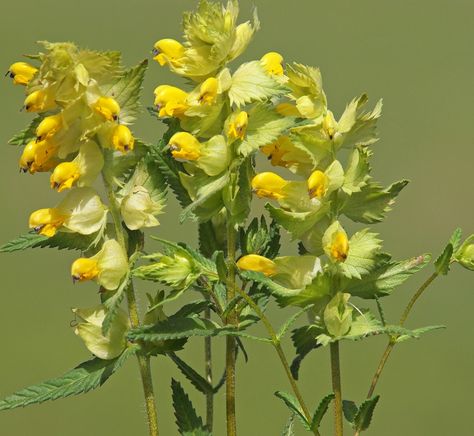 How To Plant Yellow Rattle Plugs | Our Advice Section & Customers Meadow Pictures - Meadow Mania Yellow Foliage Plants, Butea Monosperma Flower, Yellow Rattle Wildflower, Yellow Meadow, Ravenala Madagascariensis, Grow Wildflowers, Small Palms, Grass Seed, Unusual Plants