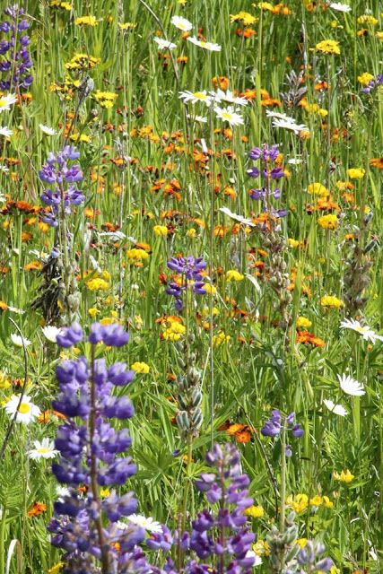 Wildflower Tattoos, Minnesota Garden, Minnesota Wildflowers, Iris Versicolor, Grassy Meadow, Syringa Vulgaris, Australian Wildflowers, Wildflower Tattoo, Northern Minnesota