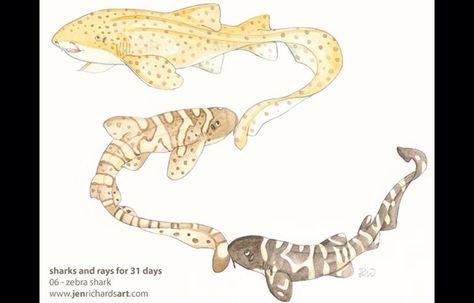 Zebra Shark, Shark Drawing, Shark Tattoos, List Of Animals, Sea Art, Drawing Lessons, Ocean Art, Life Tattoos, Nature Animals