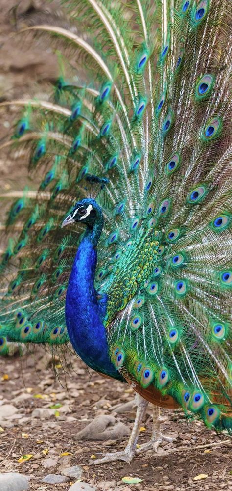 The Male Peacock Spread His Tail....... The peacock belongs to the pheasant family of the order chicken, also known as yue bird, nan ke, known as the "king of birds", is one of the most beautiful ornamental birds, but also a symbol of good fortune, kindness, beauty and luxury. There are three kinds of peacocks in the world: green, blue and white. Like many birds, peacocks are more beautiful to males than females. The breeding season for peacocks is in march-april Male Peacock, Peacock Art, The Peacock, Beautiful Scenery Nature, Peacocks, Home Wallpaper, Pheasant, Animal Planet, Good Fortune