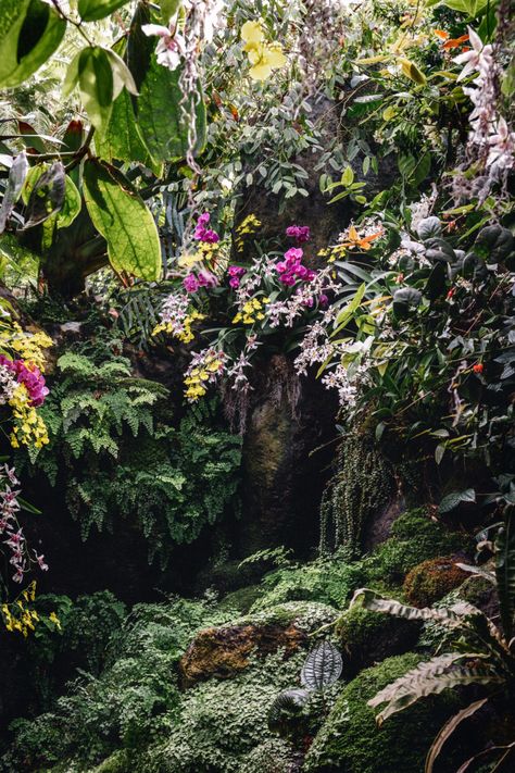 Garden Orchids, Rainforest Plants, Jungle Flowers, Vertical Garden Design, Tropical Garden Design, New York Botanical Garden, Orchid Show, Orchid Garden, Vertical Garden Wall