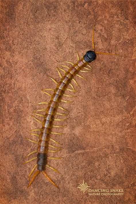 "Centipede Dreams" - Desert Centipede Photography Tip: When photographing something against a common or boring background, textures are a great way to add artistic quality to your image. For this, I wanted to create the illusion that the Centipede is emerging from the texture itself.  ©R.C. Clark: Dancing Snake Nature Photography All rights reserved #arizona, #nature, #photography, #dancingsnakenaturephotography, #DesertCentipede, #textures, #Mt.Lemmon Centipede Photography, Boring Background, Arizona Nature, Mt Lemmon, Centipedes, Arthropods, Sonoran Desert, Arachnids, R C