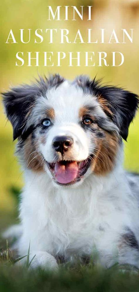 Types Of Australian Shepherds, Mini Aussie Full Grown, Mini Australian Shepherd Full Grown, Australian Shepherd Miniature, Mini American Shepherd, Mini Australian Shepherd Puppies, Mini Aussie Shepherd, Mini Australian Shepard, Miniature Aussie