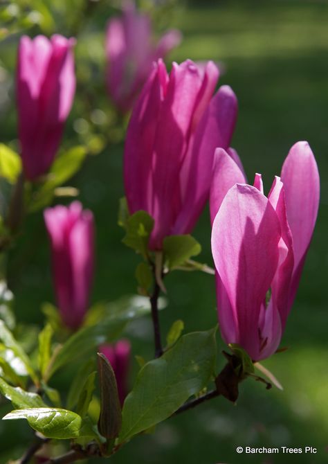 Magnolia Susan, British Nursery, Small Trees For Garden, Acidic Soil, Tree Blossom, Magnolia Tree, Magnolia Blossom, Tree Nursery, English Cottage Garden