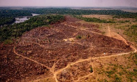 Amazon deforestation for January hits record Amazon Rainforest Deforestation, Amazon Deforestation, Brazil Amazon, Biodiversity Conservation, Human Rights Watch, Climate Action, Amazon Rainforest, Forest Fire, Exeter