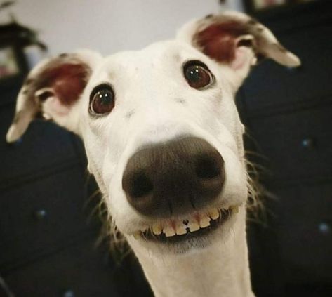 Goofy Silly Dogs, Silly Animals, Funny Animal Pictures, Whippet, Happy Dogs, Beautiful Dogs, Cute Funny Animals, Dog Pictures, I Love Dogs