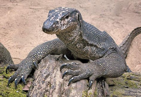 Spesis Biawak Paling Besar Dan Panjang ... Armadillo Lizard, Animals Name In English, Lizard Species, Large Lizards, Small Lizards, Water Monitor, Forest Department, Wildlife Protection, Monitor Lizard