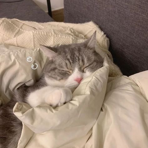 Cute Cat Wallpaper, Cute Cats Photos, Cat Icon, Sleepy Cat, Cat Sleeping, Cat Aesthetic, Cute Cats And Kittens, Funny Cute Cats