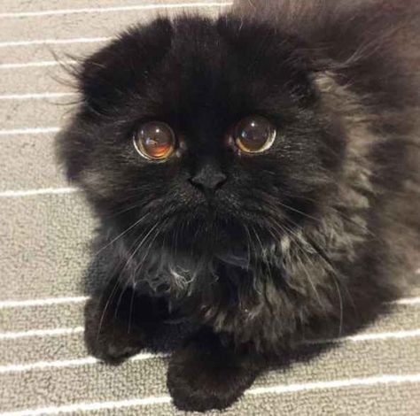 Gimo, a cat featured on the Instagram account 1room1cat, has a pair of huge, round, sparkling eyes that will hit you with intense cuteness. Cats With Big Eyes, Image Cat, Adorable Cats, A Black Cat, Cute Black Cats, Cute Kittens, Tarzan, Cat Care, Pretty Cats