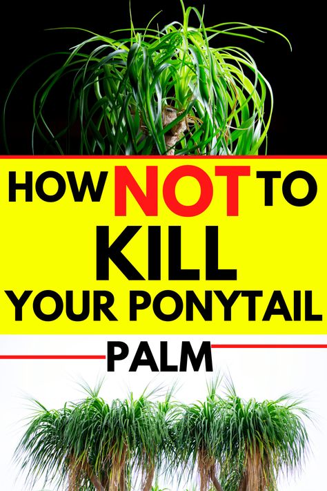 ▷Ponytail Palm Care - #1 Best Guide Palm Plant Indoor, Ponytail Palm Care, Ponytail Plant, Garden Pests Identification, Palm Plant Care, Ponytail Palm Tree, Palm Tree Care, Indoor Cactus Plants, Ponytail Palm