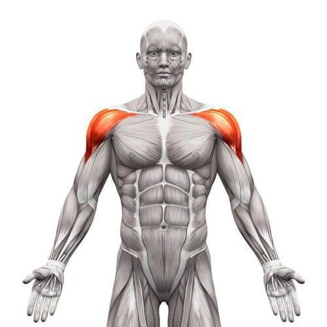 Anatomy Muscles, Gym Back Workout, Dumbbell Bicep Curl, Huge Biceps, Reverse Curls, Concentration Curls, Biceps Brachii, Dumbbell Curls, Bicep Muscle