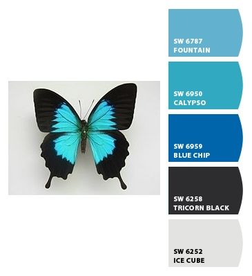 Butterfly Color Combinations, Butterfly Color Scheme, Blue Butterfly Color Palette, Color Palette Butterfly, Butterfly Colour Palette, Butterfly Color Palette, Colour Wheel Combinations, Ulysses Butterfly, Photo Papillon