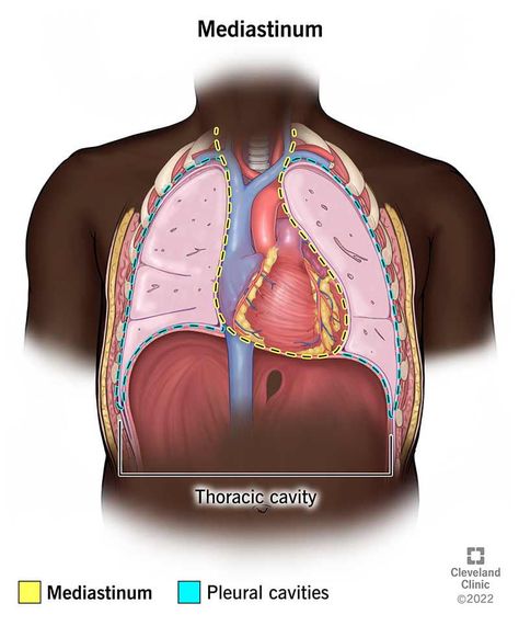 Thoracic Duct, Thoracic Cavity, Broken Ribs, Cleveland Clinic, Lymph Nodes, Psychiatry, Blood Vessels, The Middle, Disease