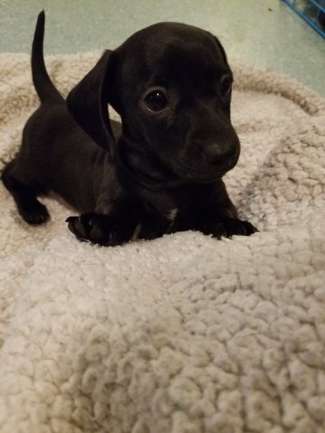 Black Sausage Dog, Dashund Dogs, Black Dachshund, Dream Pet, Miniature Dachshunds, Wiener Dogs, Mini Dachshund, Dachshund Puppies, Dachshund Puppy