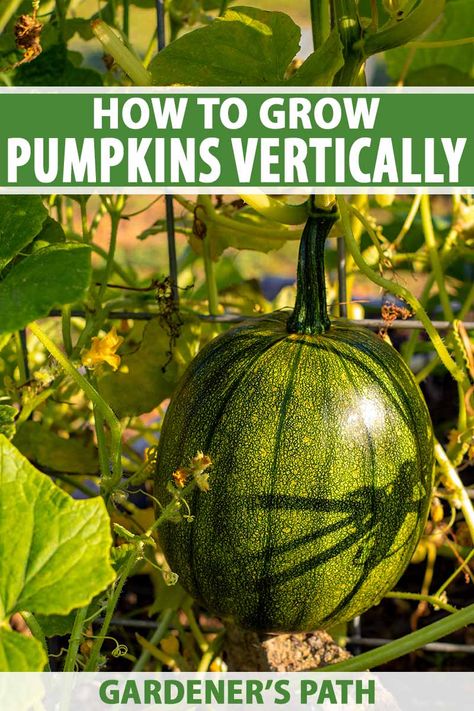 Pumpkin Vines Plants, Growing Gourds Trellis, Trellised Pumpkins, Pumpkin Garden Ideas Raised Beds, Pumpkin Trellis Ideas Diy, Growing Pumpkins On A Trellis, Vertical Pumpkin Patch, Trellis Pumpkins, Pumpkins On A Trellis