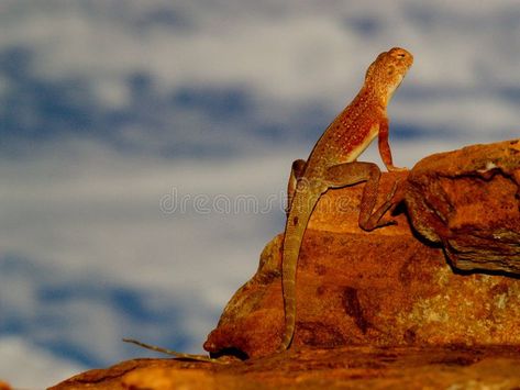 Lizard in the Outback. Lizard resting on Rock in the Outback, sunset , #spon, #Outback, #Lizard, #resting, #sunset, #Rock #ad Outback Sunset, Lizard Tattoo, Gibb River Road, Wilderness Camping, Outback Australia, Rock Rock, Best Sunset, Sunset Colors, Crocodiles