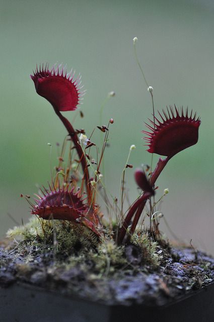 fuckyeahcarnivorousplants: “ Clayton’s Red Sunset Venus Flytrap ” Bog Gardens, Plante Carnivore, Goth Garden, Venus Flytrap, Weird Plants, Gothic Garden, Plant Fungus, Fly Trap, Venus Fly Trap