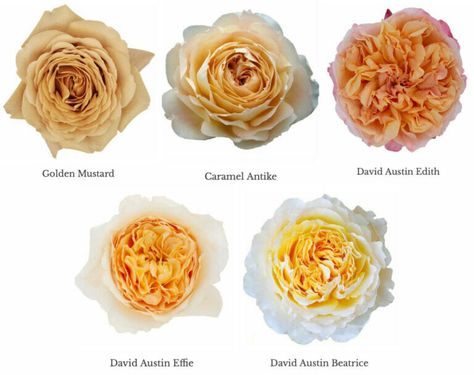 Varieties of Golden Garden Roses - Garden Roses Direct Mustard Garden, Austin Garden, Peach Garden, Golden Garden, Yellow Garden, Rose Varieties, November Wedding, Garden Rose, Wafer Paper