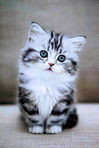 Beautiful Cat, Blue Eyes, Most Beautiful, Funny, Blue