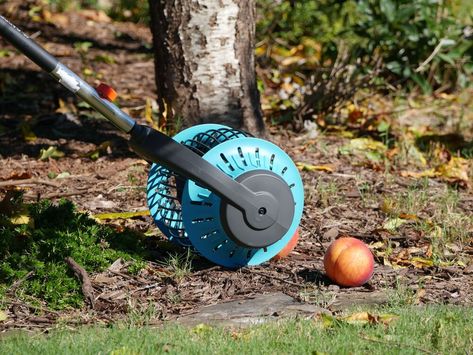 Check out these tips for the fastest way to clean up leaves in your front yard or backyard. We love these Best tools for Fall Leaf Clean-Up. Yard Clean Up Tips, Leaf Clean Up, Butterfly Pupa, Yard Cleaning, Fall Fruits, New Fruit, Magnolia Leaves, Magnolia Trees, Fallen Leaves