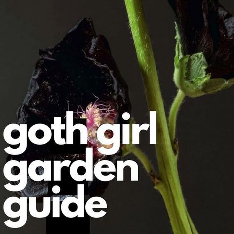 Woman Magazine's goth garden glamor guide with all-black flower suggestions to help with your own goth girl garden planning.   #Gardening #BlackFlowers #Goth Goth Garden Ideas, Black Plants, Chocolate Cosmos, Goth Garden, Plant Breeding, In The Pale Moonlight, Gothic Garden, Orange Tulips, A Mansion