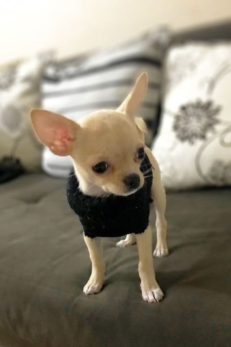 Tea Cup Chihuahua, Pictures Of Chihuahuas, Chihuahua Names, Teacup Chihuahua Puppies, Chihuahua Clothes, Teacup Chihuahua, Cute Chihuahua, Chihuahua Love