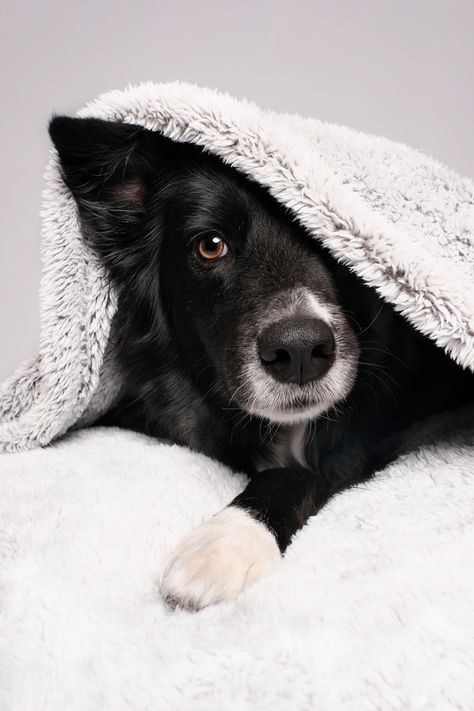 Elke Vogelsang Pet Photography | Germany Dog Photography Studio, Pet Photography Poses, Dog Photoshoot Pet Photography, Dog Portrait Photography, Dog Photography Poses, Animal Photography Dogs, Pet Photography Studio, Dog Christmas Pictures, Regard Animal