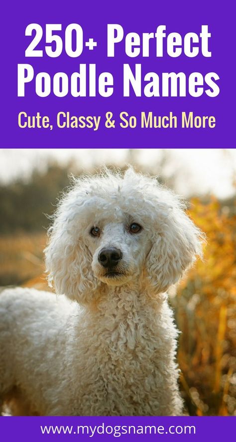 Valuable Dog Training Come #dogsbreakfast #DogCollarNecklace Girl Dog Names, Names Cute, French Poodles, Puppy Names, Poodle Puppy, American Kennel Club, Standard Poodle, Poodle Dog, Girl And Dog