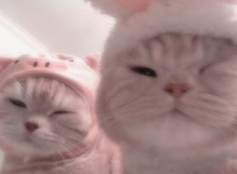 Pink Cat Matching Pfp, Aesthetic Cats, Cats Photos, Match Icons, Cute Cats Photos, Pink Hello Kitty, Favorite Animals, Pink Cat, Cat Photo