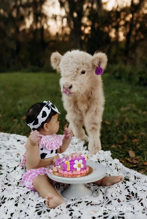 Cow Smash Cake Photoshoot, Cow Photoshoot, Cow Print Birthday, 1st Year Cake, Farm Animal Cakes, Cowgirl Photoshoot, Cow Photography, Animal Photoshoot, Easter Photoshoot