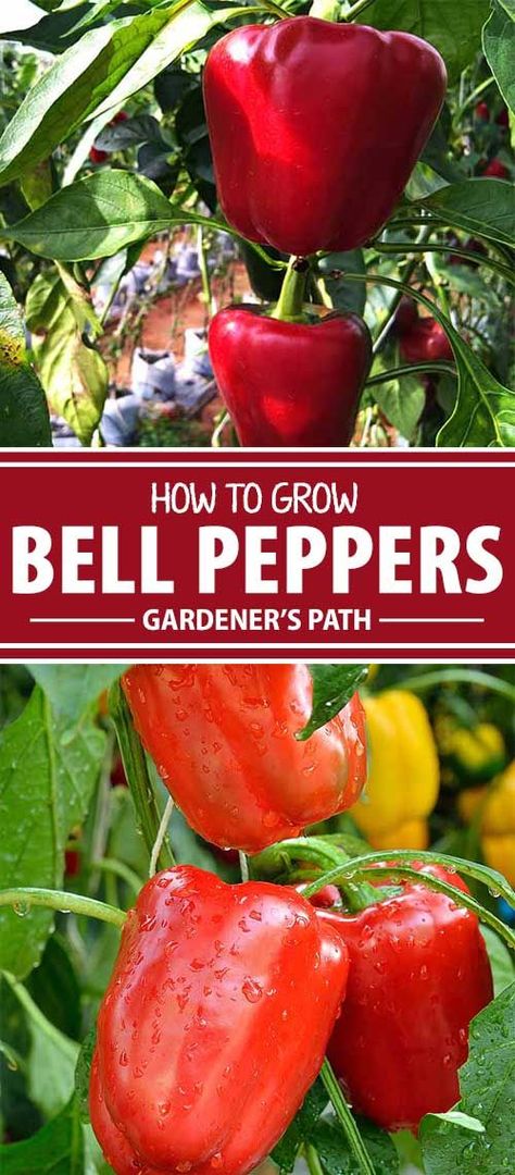 Growing bell peppers in your own garden is beyond rewarding. Sweet yet savory, crunchy, and versatile, they\'re delicious at breakfast, lunch, and dinner. And the amazing varieties you get to choose from when you grow your own will motivate you to keep growing bell peppers year after year. Learn more on Gardener\'s Path. Grow Bell Peppers, Peppers Garden, Growing Hot Pepper, Grow Peppers, Tomato Pruning, Growing Bell Peppers, Growing Peppers, Pepper Plant, Veggie Gardens