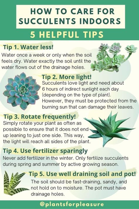 How to care for succulents indoors. 5 helpful succulent care tips for beginners: indoor succulent grow light, watering, fertilizing and more in this succulent care instructions card. Succulent Care Tips, Care For Succulents, Succulent Care Instructions, Care Instructions Card, How To Water Succulents, Succulent Garden Design, Plant Care Houseplant, Succulent Garden Diy, Inside Plants