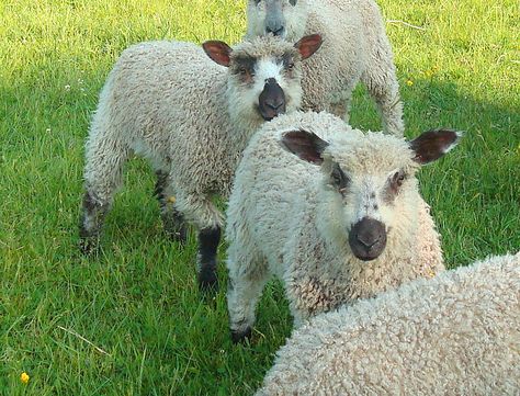 Teeswater ewe lambs Sheep Herding Dogs, Teeswater Sheep, Irish Sheep Farm, New Zealand Sheep Farm, Sheep In Green Pastures, Artisan Yarn, Angora Goats, Counting Sheep, Sheep And Lamb