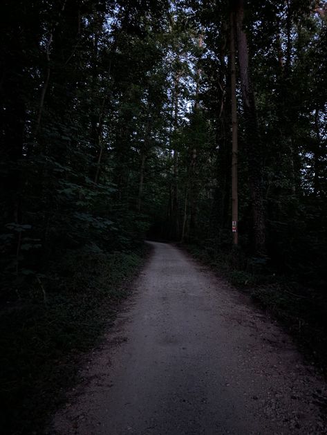 #trees #forest Spooky Forest Aesthetic, Unsettling Forest, Ominous Forest, Dark Forest Scary, Dark Forest Horizontal, Trees Forest, Forest, Trees, Halloween