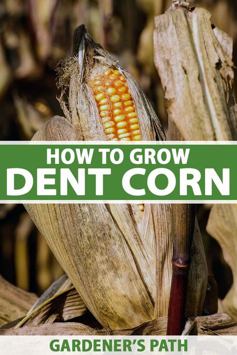 A close up vertical image of an ear of dent corn with dried husk and silks pictured in light sunshine pictured on a soft focus background. To the center and bottom of the frame is green and white printed text. Diy Chicken Toys, Growing Vegetables Indoors, Growing Corn, Vegetable Benefits, Homestead Gardens, Gardening Techniques, Homemade Tortillas, Desert Garden, Different Plants