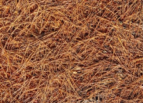 6 Things to Know About Pine Straw Mulch Pine Needle Mulch, Pine Straw Mulch, Colorful Shrubs, Straw Mulch, Garden Mulch, Driveway Ideas, Mulch Landscaping, Bermuda Grass, Stone Driveway