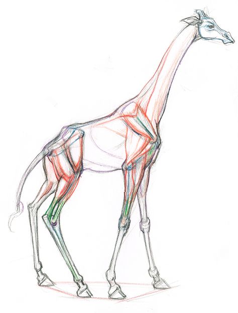 Giraffe Anatomy, Gary Geraths, Field Sketch, Croquis Drawing, Giraffe Drawing, Nature Sketch, Animal Anatomy, Giraffe Art, Disney Art Drawings