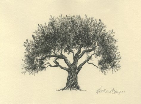 Olive Tree Pen and Ink Drawing Art Print by Heather L. Young Olive Tree Tattoo Design, Olive Tree Drawing, Olive Tree Tattoos, Tree Tattoo Small, Pine Tree Tattoo, Tree Mural, Tree Sketches, Illustration Pen And Ink, Tree Illustration