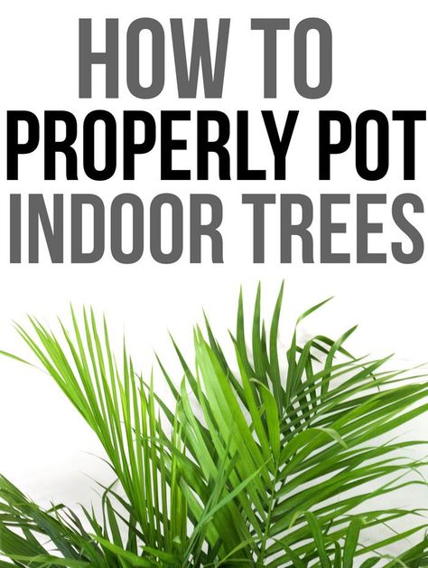 How to Properly Pot Indoor Trees - www.nikkisplate.com How To Pot Indoor Plants, How To Plant Indoor Plants Pots, Easy Indoor Trees, Indoor Tree Planter Pots, Non Toxic Indoor Trees, Easy Care Indoor Trees, Indoor Pine Tree Houseplant, Indoor Vegetables, Indoor Tree